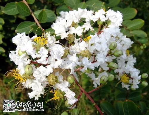 紫薇的种类3