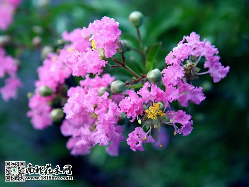 紫薇的种类5