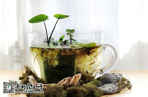 桌面上的微型花园2