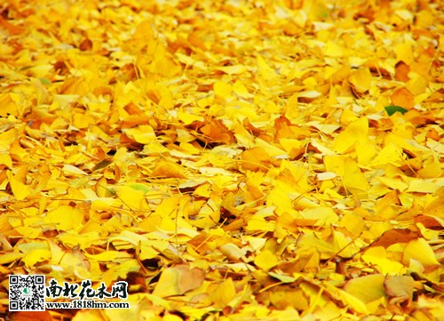 银杏叶的功效与作用