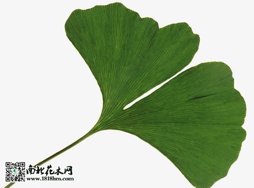 银杏叶的功效与作用