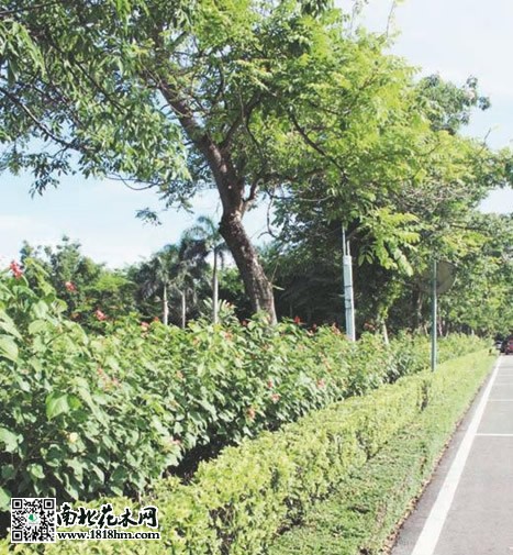 绿化带3