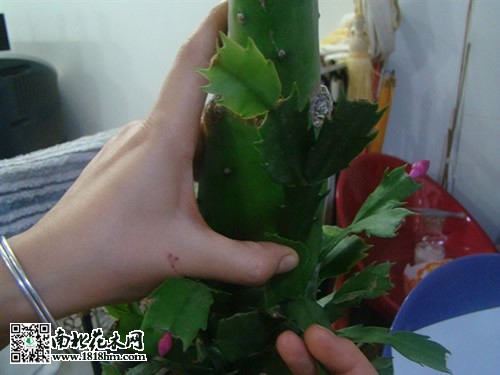 仙人掌嫁接蟹爪兰