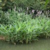 再力花|再力花沭阳价格