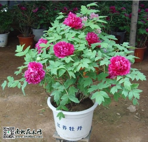 盆栽牡丹的养殖方法