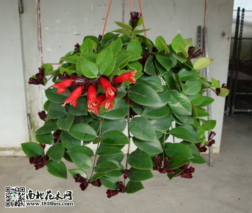 口红花养殖方法