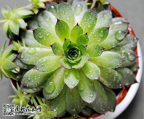 石莲花