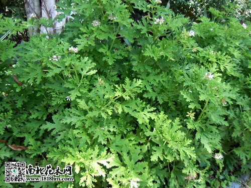 驱蚊草