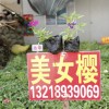 美女樱 园林 绿化 苗木配送 工程采购
