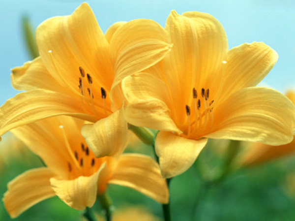 百合花花语