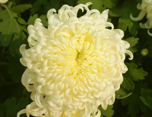 菊花图片
