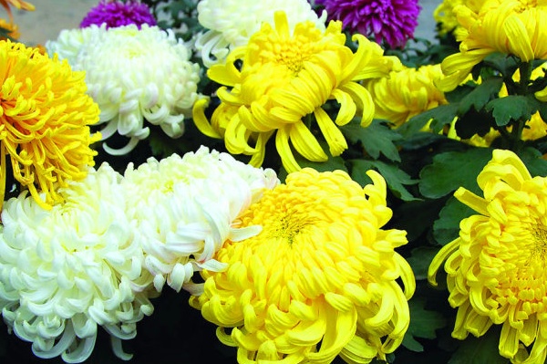 菊花品种