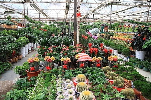 小盆栽花卉市场