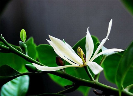 白兰花图片