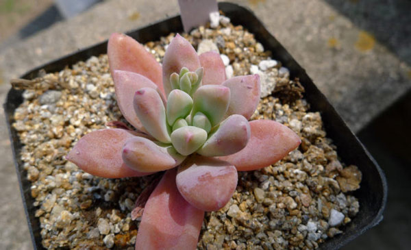 多肉植物秋丽