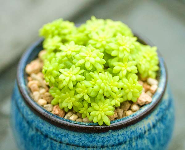黄金万年草