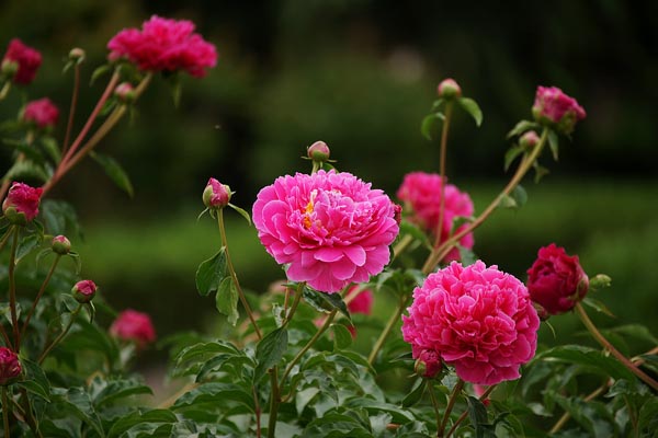 芍药花怎么养