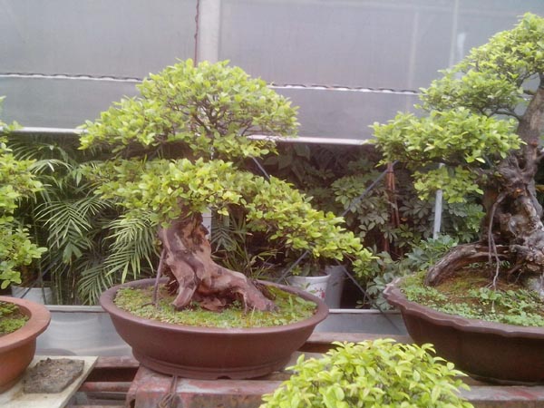 雀梅盆景图片