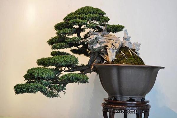 雀梅盆景欣赏