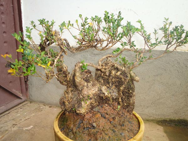 黄杨盆景图片