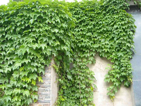 爬山虎图片
