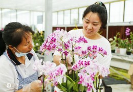 [中国江苏网]江苏沭阳：数字进“村”赋能乡村振兴