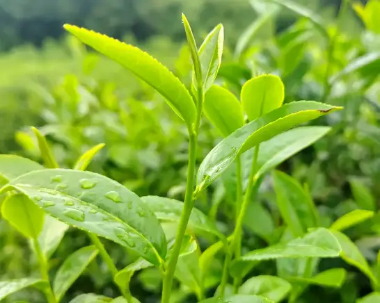 新茶测评年度巨献：大红袍春茶与肉桂水仙怎么选，这篇全说透了🍵