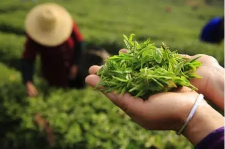 都市情感树洞心理倾诉怎么预约？热线与体验，别问我怎么知道的😭